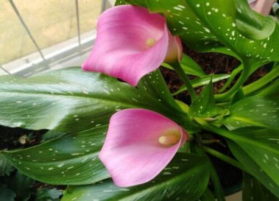 马蹄莲花语和寓意 马蹄莲的花语是什么意义