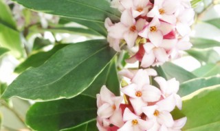 瑞香花的花语 瑞香花象征着什么