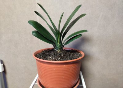 怎样养护君子兰才能根系发达 用什么养君子兰根系发达叶片多