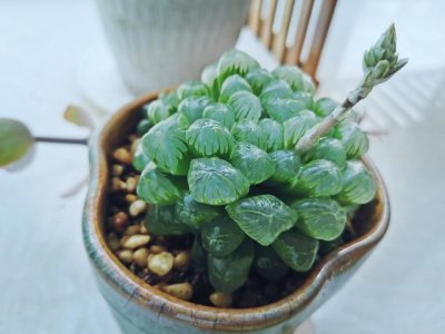 玉露要怎么养才会漂亮好看 : 怎样养玉露多肉成小老桩