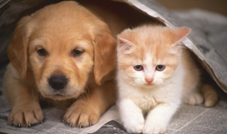 狗狗一次零食吃多了会怎样 狗狗一次零食吃多了会如何