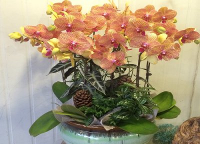 蝴蝶兰夏天晒太阳 蝴蝶兰怎么度夏安全