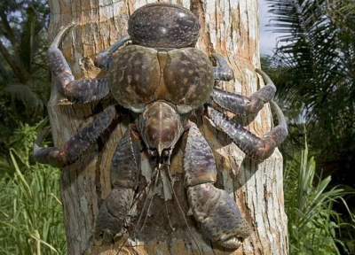 世界上最大的螃蟹有多大 最大螃蟹体重可达6000克