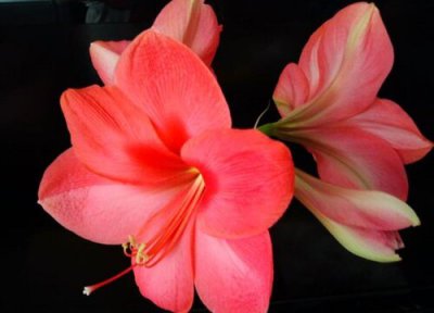 朱顶红的花语和寓意 开花有什么寓意