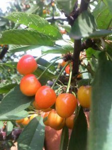 黄色大樱桃有哪些品种 2023年优良黄色大樱桃品种