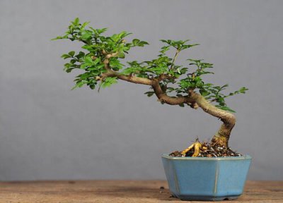 对节白蜡开花吗 开花是什么样的