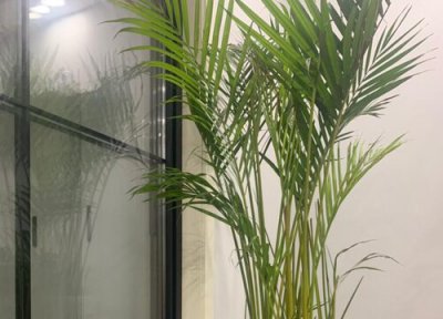 散尾竹的寓意与风水 放在什么位置好