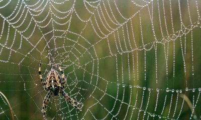 蜘蛛进家里有什么预兆 家里出现蜘蛛预示风水征兆