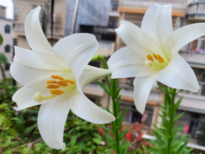 女生喜欢什么花盘点 女性最爱的优雅美丽的几种花