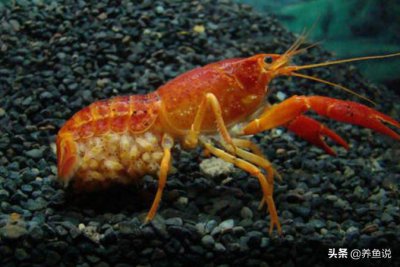 小龙虾可以养在鱼缸里吗 鱼缸里面养小龙虾会怎样