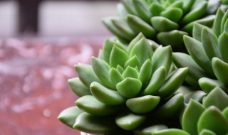 怎么养多肉才长得好看 多肉的养法