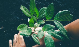 如何保存树叶的新鲜 保存树叶的新鲜有什么方法