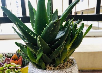 室内养芦荟 芦荟适合室内还是室外