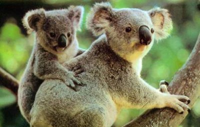 澳大利亚的野兔为什么会泛滥成灾 野兔成灾是真的吗