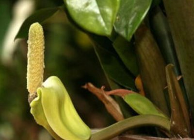 金钱树开花预兆 金钱树开花什么预兆