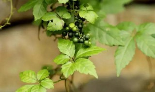 新鲜绞股蓝食用方法 绞股蓝食用方法分别有什么