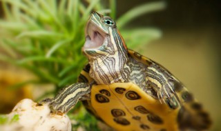 庙龟怎么养 大庙龟的养殖方法