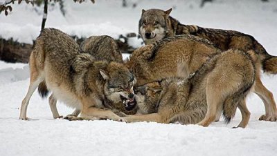 打豆豆是什么意思网络用语 吃饭睡觉打豆豆是狼群的写照