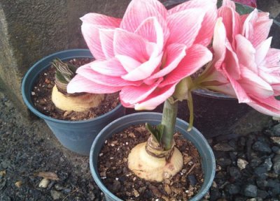 怎么让朱顶红春节开花 怎样控制朱顶红在春节时间开花