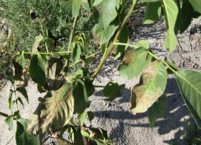 核桃树种植中常见病害 核桃树病虫害防治技术与方法措施