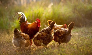 梦见自己捉公鸡是什么意思 梦见自己捉公鸡有什么含义呢