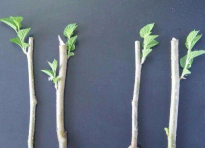 紫薇啥时候扦插 紫薇扦插时间和方法