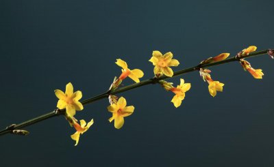 春天种什么蔬菜最快最简单 种四种蔬菜生长速度快又好吃