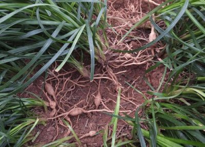 麦冬是热性还是凉性药 麦冬性温还是性寒