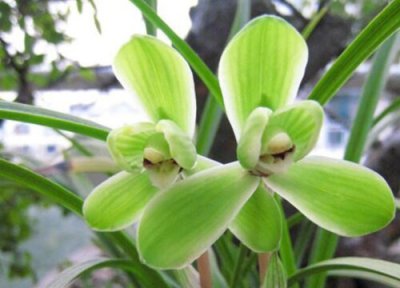 春兰的品种有哪些 春兰花种类图片及排行