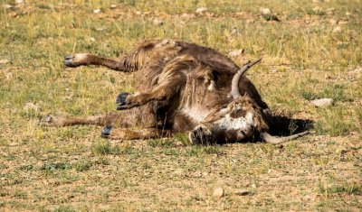 戴牛角手串的禁忌 牛角手串有什么作用与功效