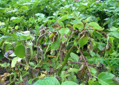 马铃薯晚疫病打什么药好 晚疫病发病症状及主要防治方法