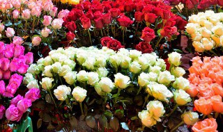 庭院花池适合种什么花卉 庭院花池适合种哪些花卉