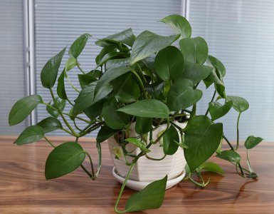 硫酸亚铁对植物的作用和功效 硫酸亚铁适合哪些植物