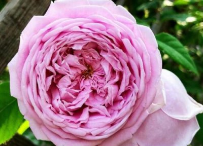 月季掉花瓣是什么原因 月季花期花瓣花苞掉落怎么回事