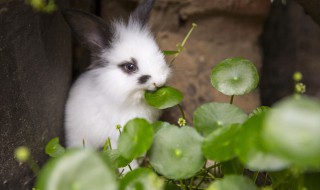 兔子本命年可以戴貔貅吗 属兔本命年戴貔貅好不好