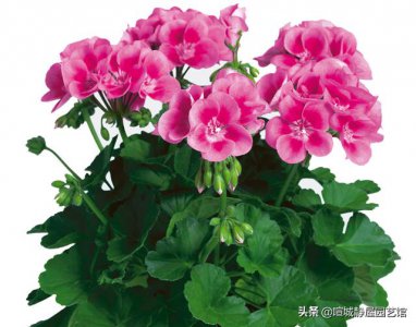 天竺葵叶子发黄是怎么回事 天竺葵花叶子黄怎么处理