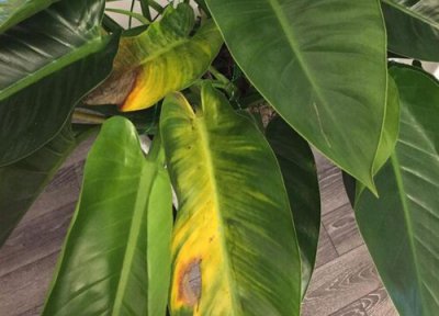 金钻叶子发黄怎么回事 如何补救让它变绿