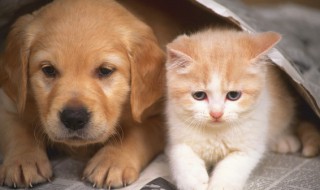 雪纳瑞和猫能一起养吗 雪纳瑞可以和布偶猫一起养么
