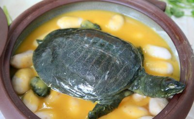 最简单杀甲鱼的正确方法 甲鱼可以直接用开水烫死吗