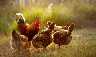 鸡和什么药材煲汤比较好 鸡可以和什么煲汤