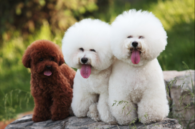 小体比熊体重对照表 比熊犬体重过轻或过重怎么办