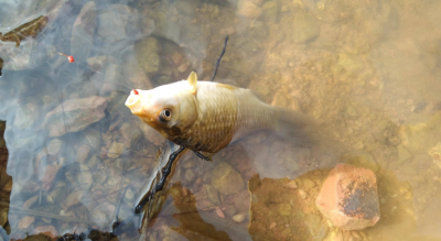 拉丝粉的作用和饵料的比例 钓鱼拉丝粉作用及解决办法
