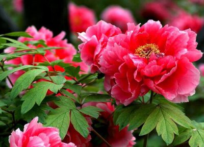 牡丹什么时候开花 开花的花语与寓意