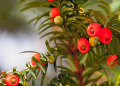 红豆杉一年能长多高 每年长多少厘米