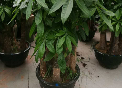 聚财树的养殖方法 聚财树的养殖方法和注意事项有哪些