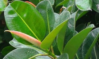 橡皮树什么季节换盆好 橡皮树什么时候换盆合适