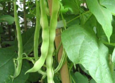 豆角几月份种植最好 什么时候种最合适