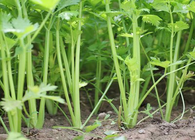 芹菜种植条件 芹菜栽培技术