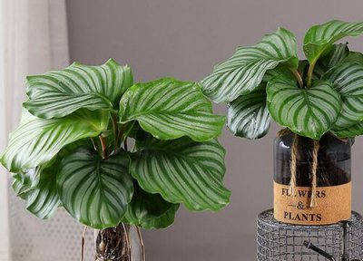 万年青开花是什么样子的 开花预示着什么意思