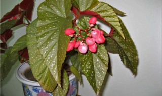 秋海棠适合种室内吗 秋海棠可以放卧室养吗
